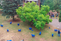 Projekt "Blaue Friedensherde" am 20.8.2022 auf dem Alten Luisenstädtischen Friedhof (© evfbs.de)
