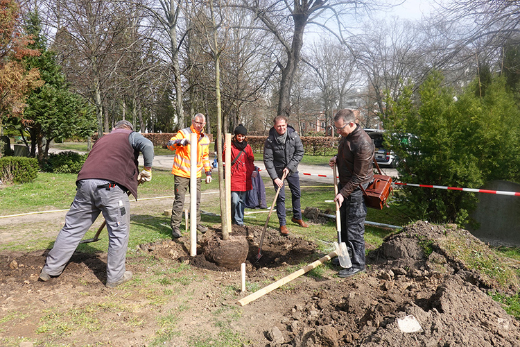 Baumpflanzungen auf dem Friedhof Georgen-Parochial II im März 2022 (© Katrin Manke)