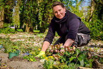 Friedhof Frieden-Himmelfahrt, Himmelswaldgarten: Staudenpflanzung im Frühling (© Mike Raptis/EvFBS) Friedhof Frieden-Himmelfahrt, Himmelswaldgarten: Staudenpflanzung im Frühling (© Mike Raptis/EvFBS)