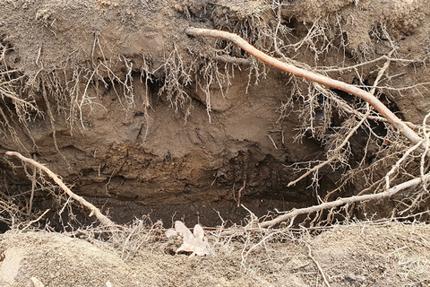 Untersuchungen an Baumwurzeln, 7./8.2.2022: Digitale Messungen unterstützen Maßnahmen zum Schutz des Grüns im Klimawandel (© Ruth Vicente Garcia)