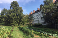 Neuer Friedhof St. Jacobi: Urbanes Gärtnern (© evfbs.de)