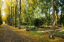 Friedhof Frieden-Himmelfahrt, Himmelswaldgarten: Allee an der Abteilung im Herbst (© Mike Raptis/EvFBS) Friedhof Frieden-Himmelfahrt, Himmelswaldgarten: Allee an der Abteilung im Herbst (© Mike Raptis/EvFBS)